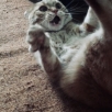 DiaZ