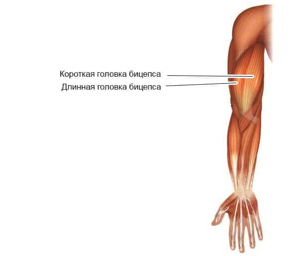 Головки бицепса