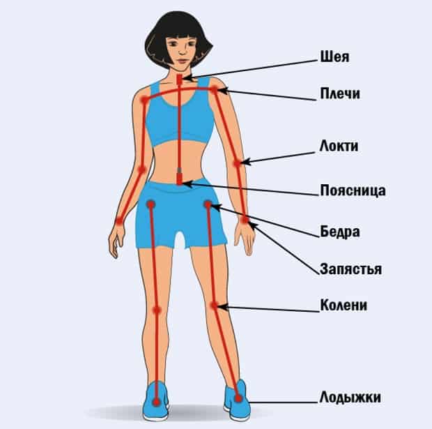строение суставов в теле человека