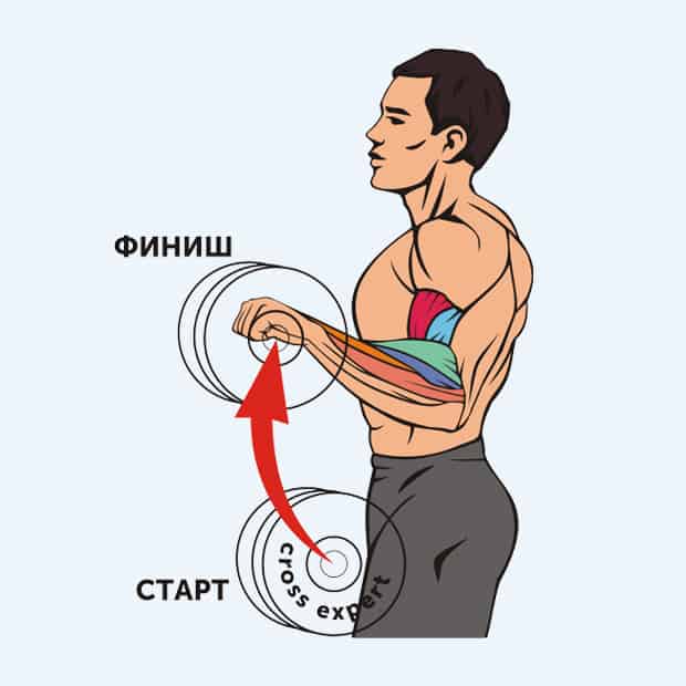Подъем штанги на бицепс - техника и мышцы