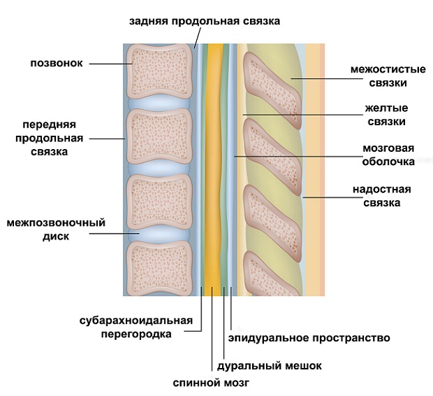 связочный аппарат позвоночника