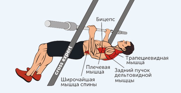 обратные подтягивания - какие мышцы работают