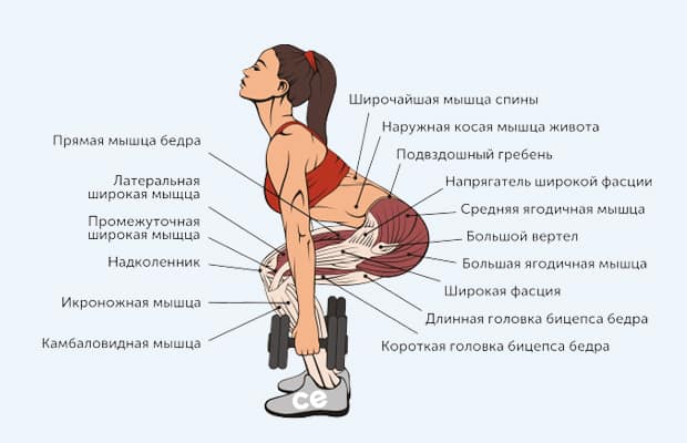 приседания с гантелями - мышцы