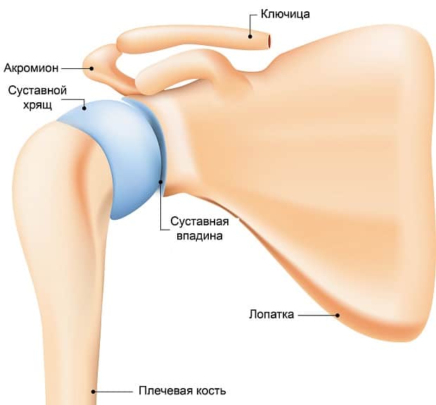 Общее строение сустава