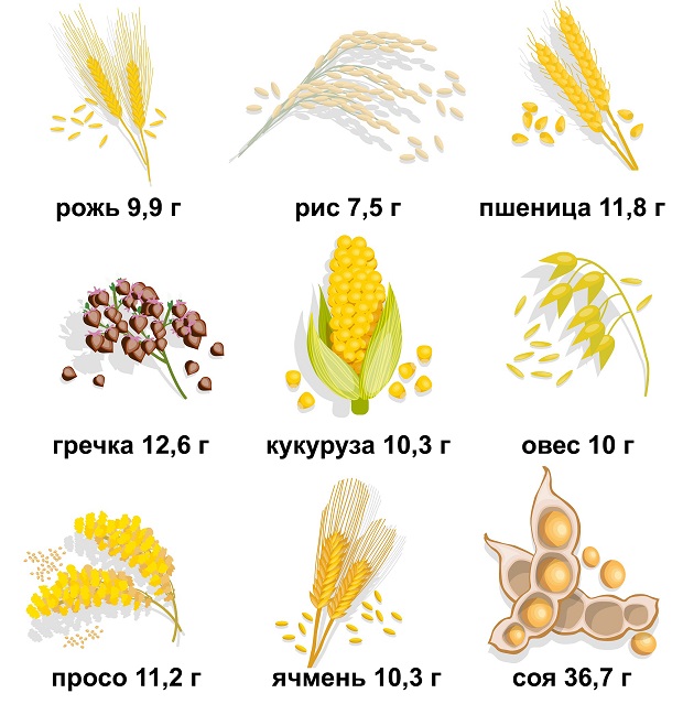 белок в крупах