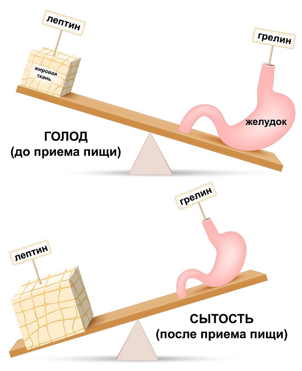 колебания уровня лептина и грелина