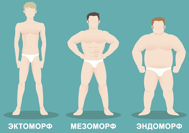 типы телосложения