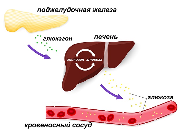 Синтез гликогена в печени