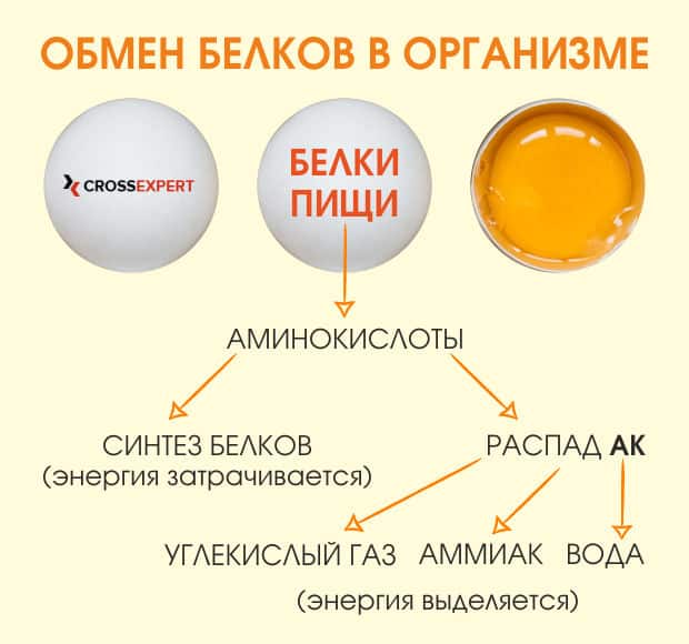 белковый обмен