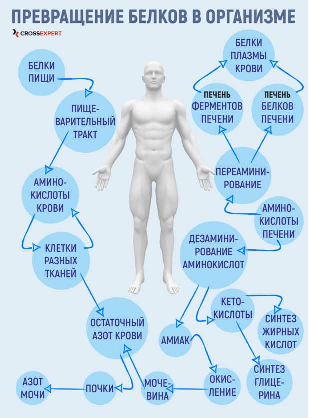 превращение белков в организме