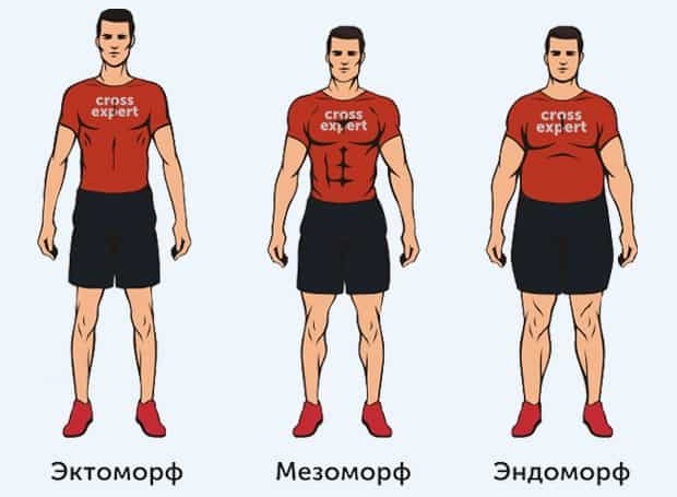 варианты телосложений