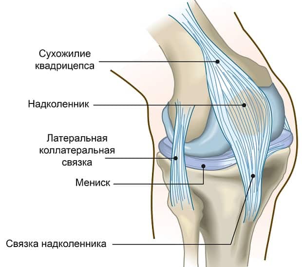 Анатомическое строение коленного сустава