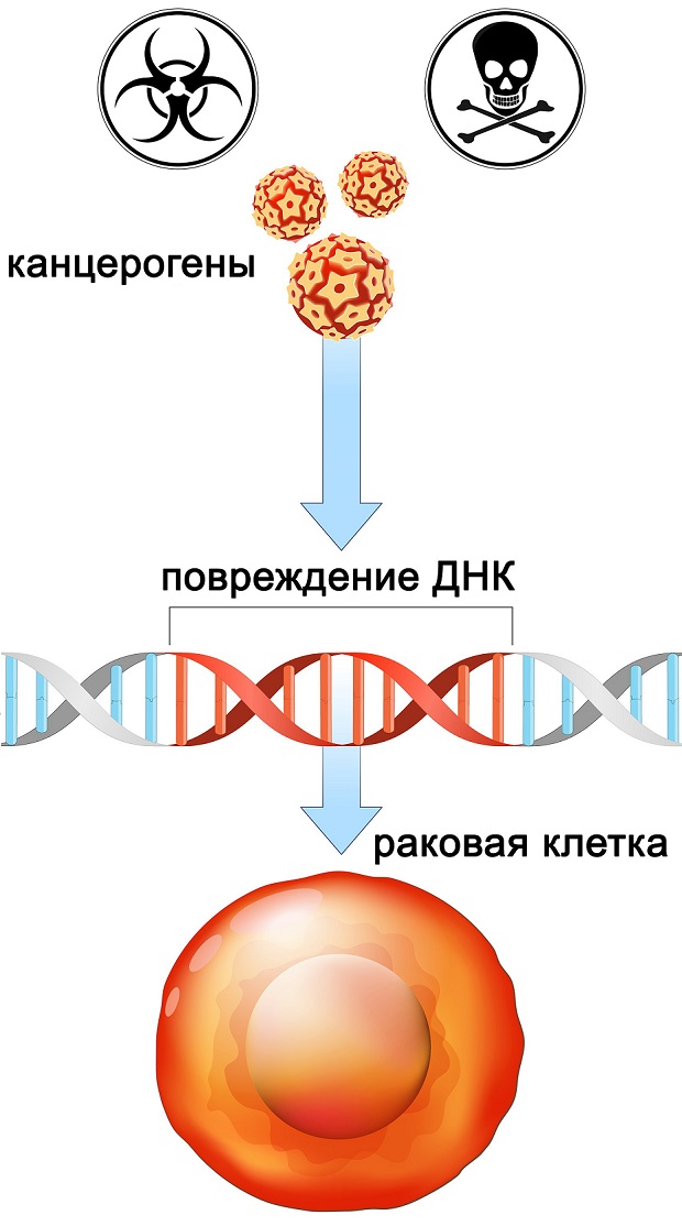 влияние канцерогенов