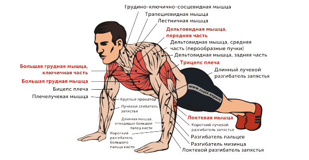 Работающие мышечные группы при отжиманиях
