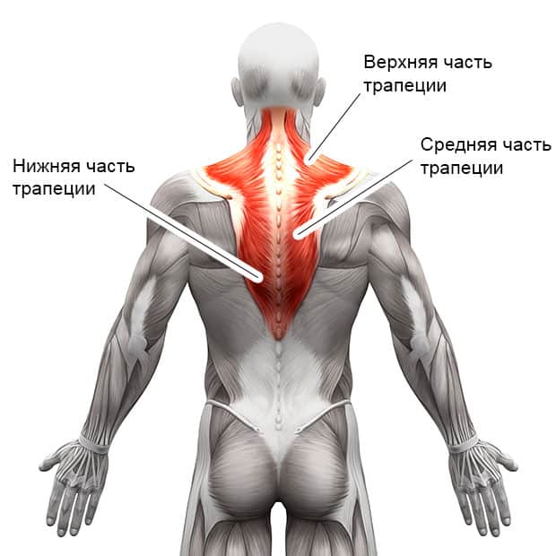 Анатомическое строение трапециевидных мышц