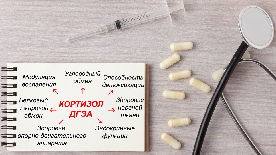 функции кортизола