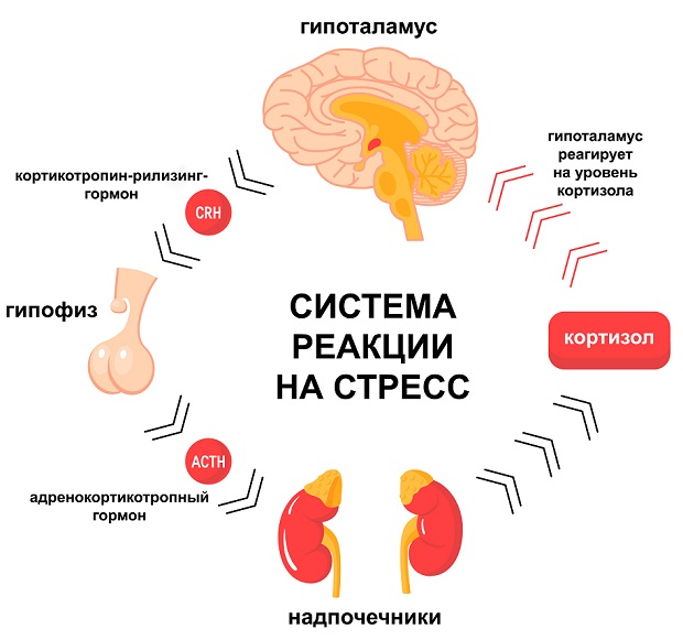 система реакции на стресс