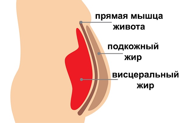 висцеральный и подкожный жир