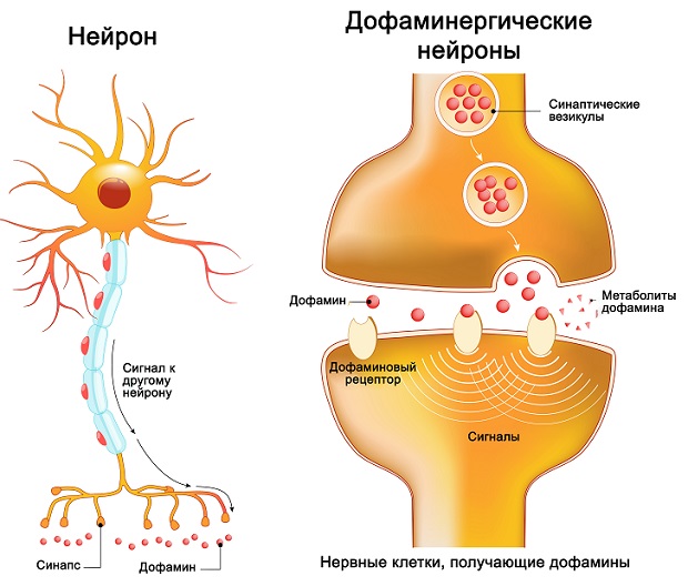 передача сигналов дофамином