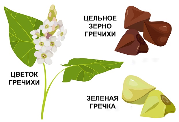 виды гречки