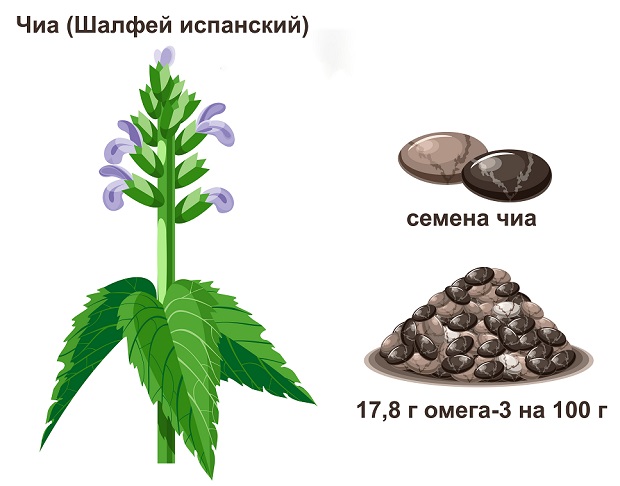семена чиа инфографика