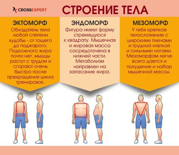 типы телосложения