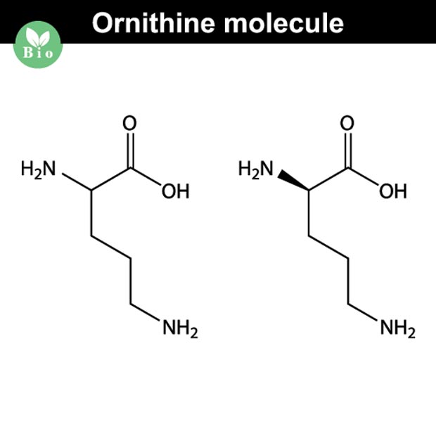 Орнитин