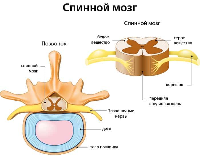 Спинной мозг и диск
