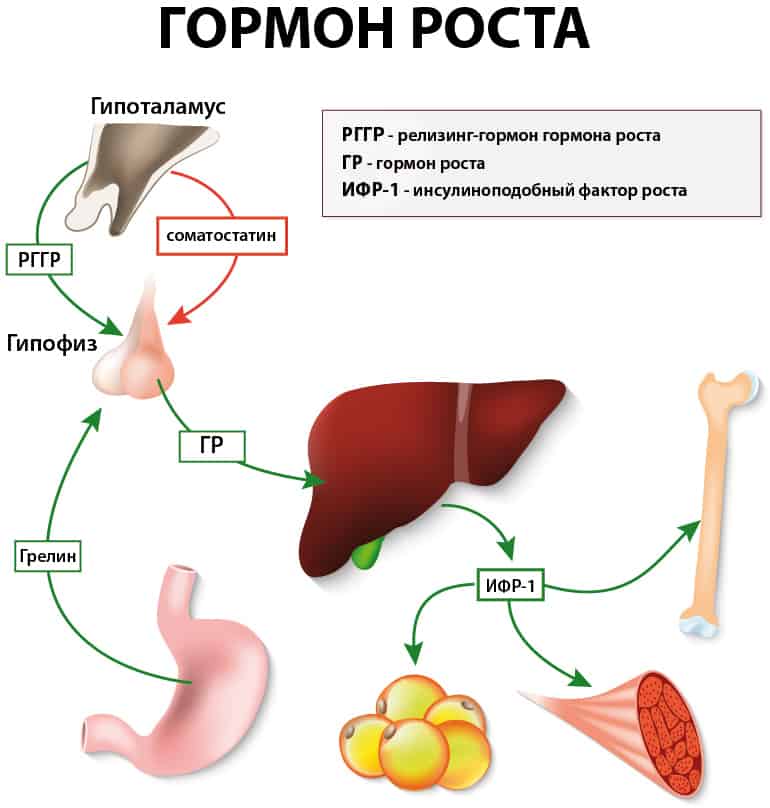 Что представляет собой гормон роста