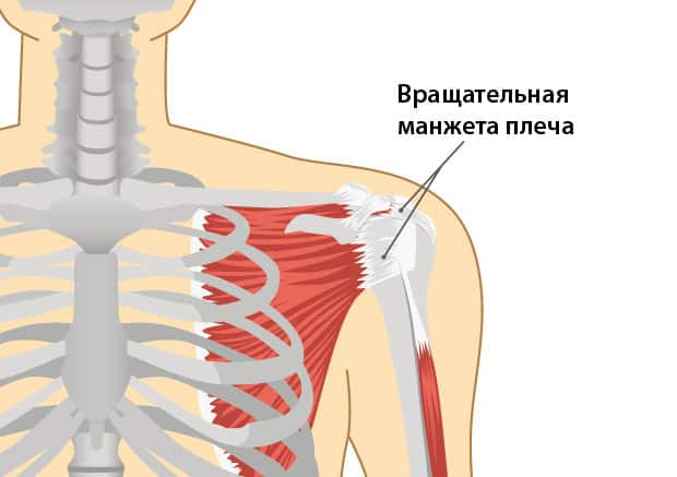 Где находится вращательная манжета плеча