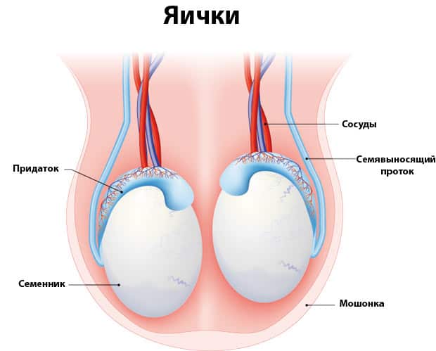 Схематичное изображение яичек