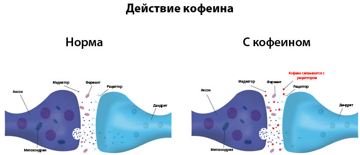 Что делает кофеин