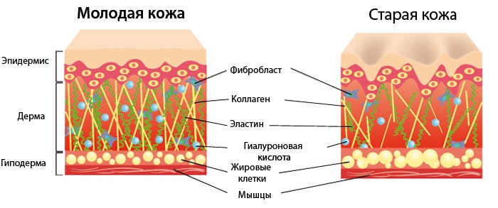 Молодая и старая кожа