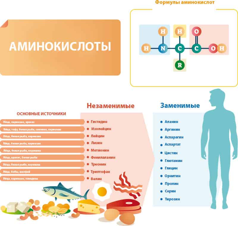 Аминокислоты и их источники