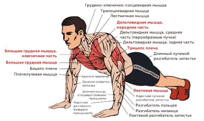 работающие мышцы в отжиманиях