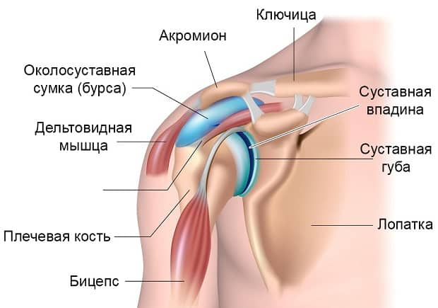 строение плеча