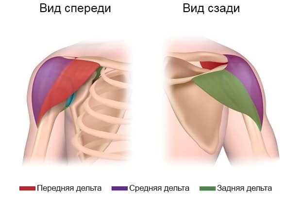 пучки дельтовидных