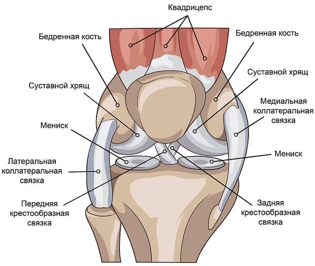 строение коленного сустава