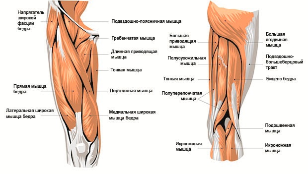 мышцы ног